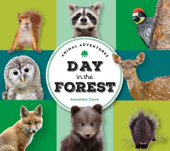 Animal Adventures Day in the Forest board book cover Alexandra Claire woodland baby book
