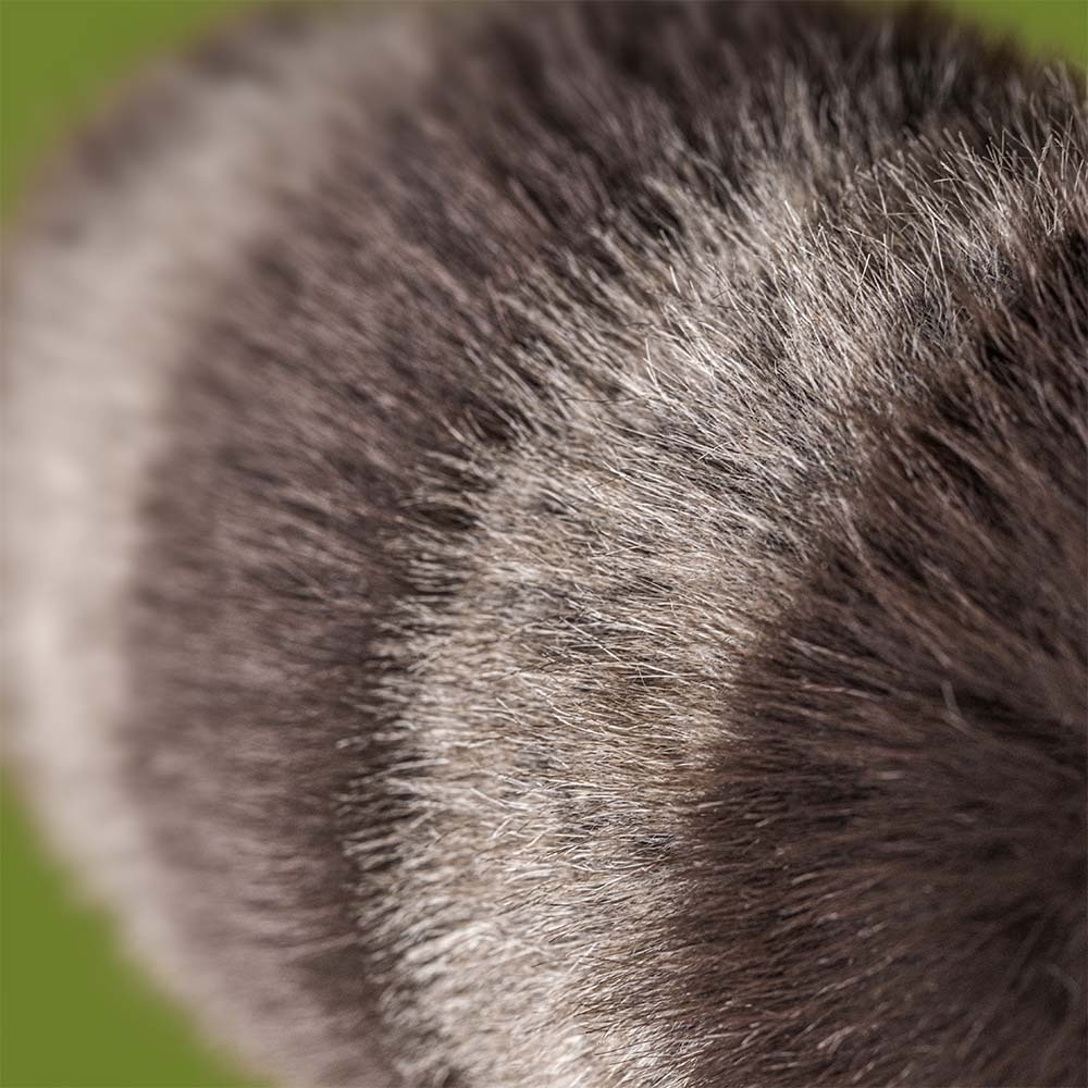 Jellycat Trixiwoo Raccoon plush stuffed animal toy, soft raccoon stuffed toy, best children's toy - alternate angle