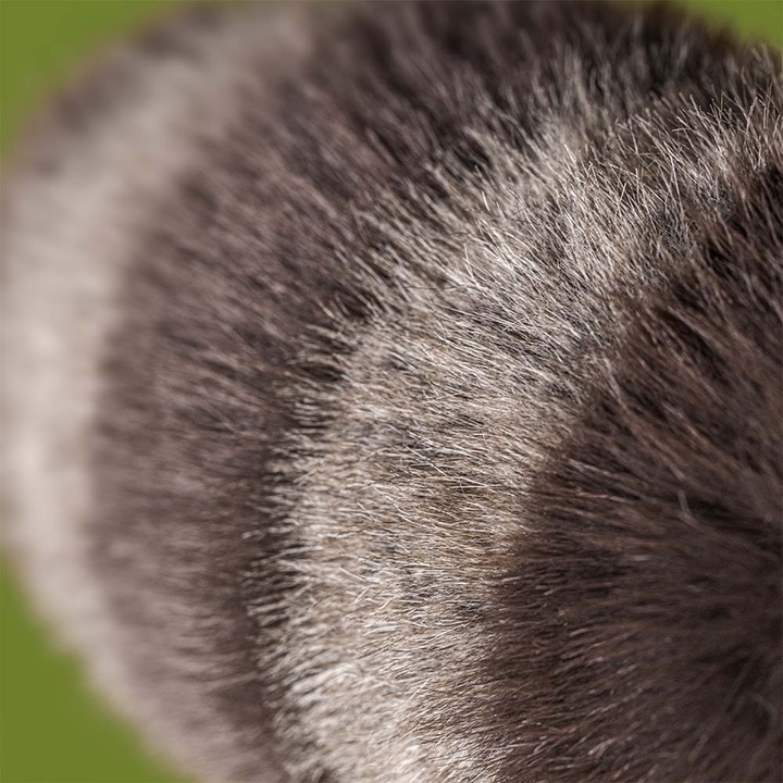 Jellycat Trixiwoo Raccoon plush stuffed animal toy, soft raccoon stuffed toy, best children's toy - alternate angle