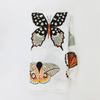 clementine kids butterfly collector swaddle